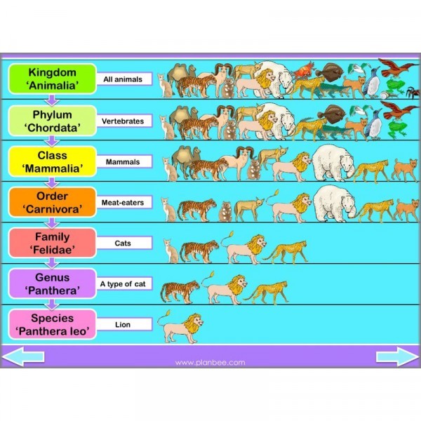 Classification of Organisms | Quizizz