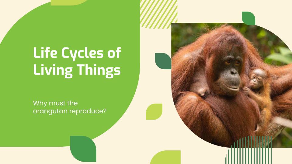 Life Cycles of Living Things