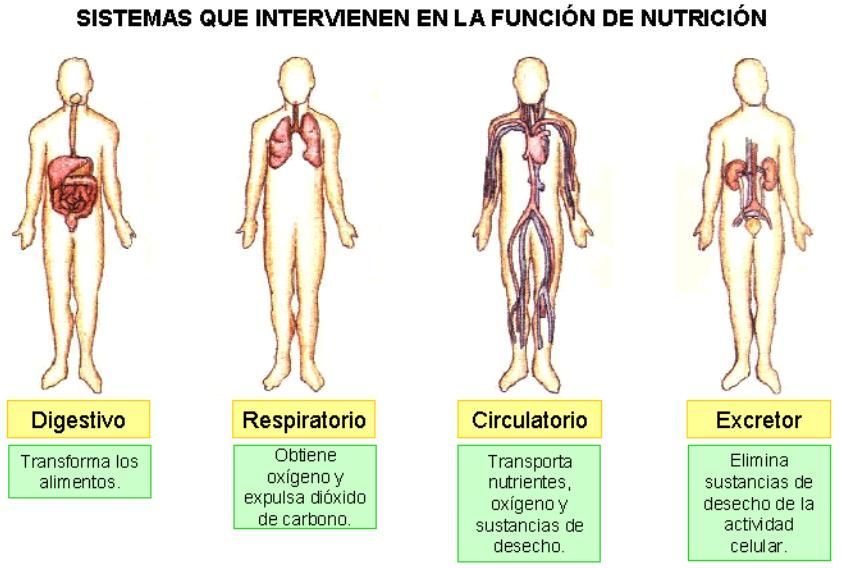 Sistemas De Nutrición Biology Quizizz 3949