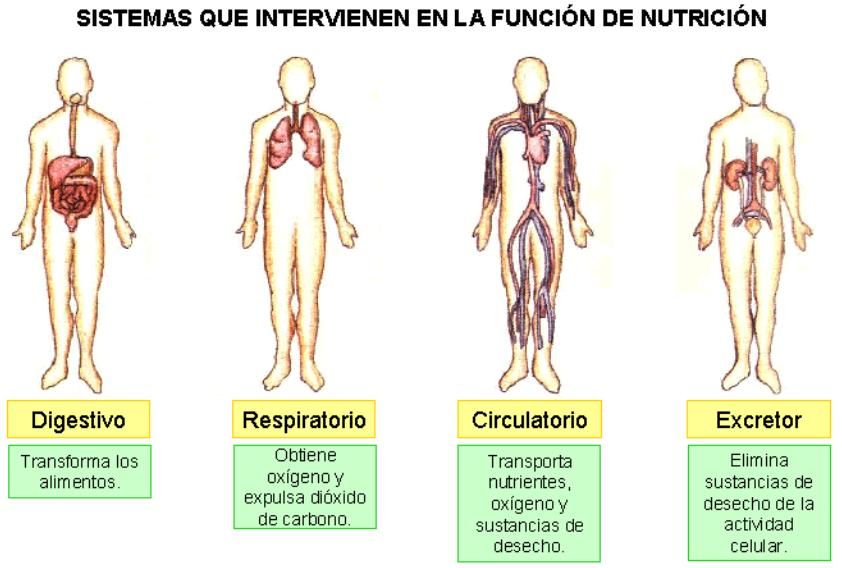 Sistemas De Nutrición Biology Quizizz 1384