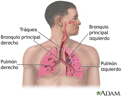 los sistemas circulatorio y respiratorio - Grado 5 - Quizizz