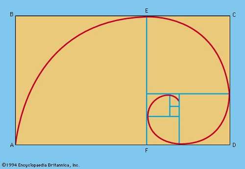 Fibonacci series and golden rato Quiz - Quizizz