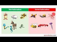 vertebrados e invertebrados - Grado 8 - Quizizz