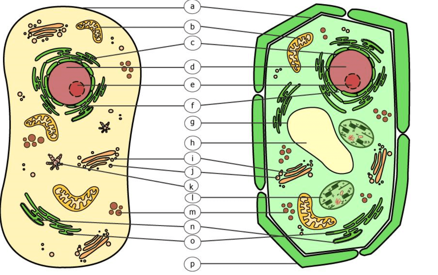 Zelle - Cell Structure Quiz - Quizizz