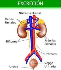 los sistemas digestivo y excretor - Grado 4 - Quizizz