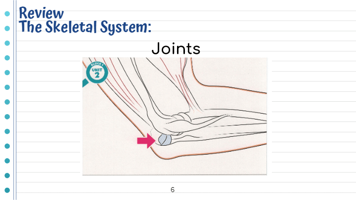 The Skeletal And Muscular System Review 