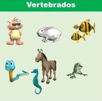 animales Tarjetas didácticas - Quizizz