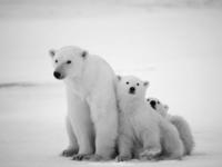 polar bears