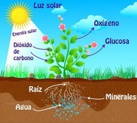 Plantas, animales y la tierra. - Grado 1 - Quizizz