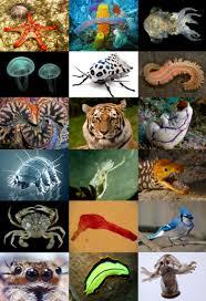 vertebrata dan invertebrata - Kelas 8 - Kuis