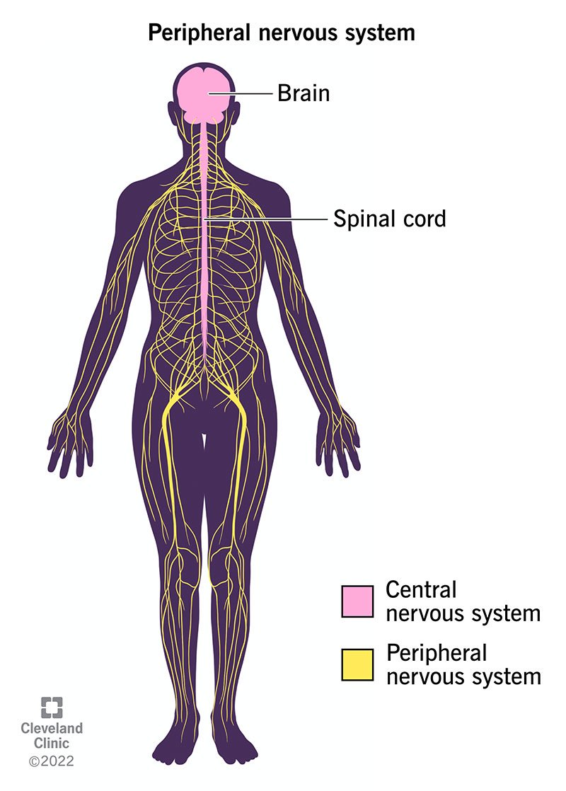 the reproductive system - Year 12 - Quizizz