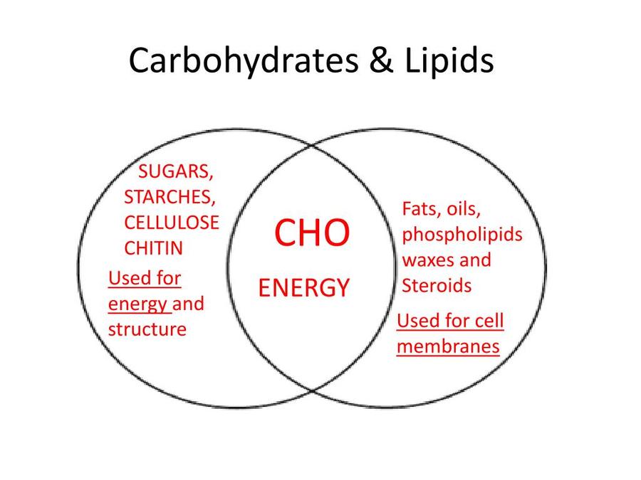 Carbohydrates And Lipids Biology Quizizz 6357