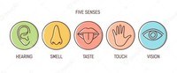 The 5 Senses - Class 5 - Quizizz