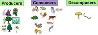producers and consumers Flashcards - Quizizz