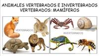 vertebrados e invertebrados Flashcards - Questionário