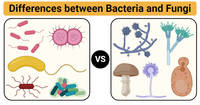 bacteria and archaea - Year 11 - Quizizz