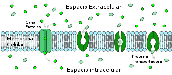 la membrana celular - Grado 3 - Quizizz