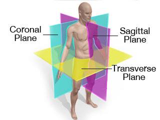 VB Anatomy terminology review | Other - Quizizz