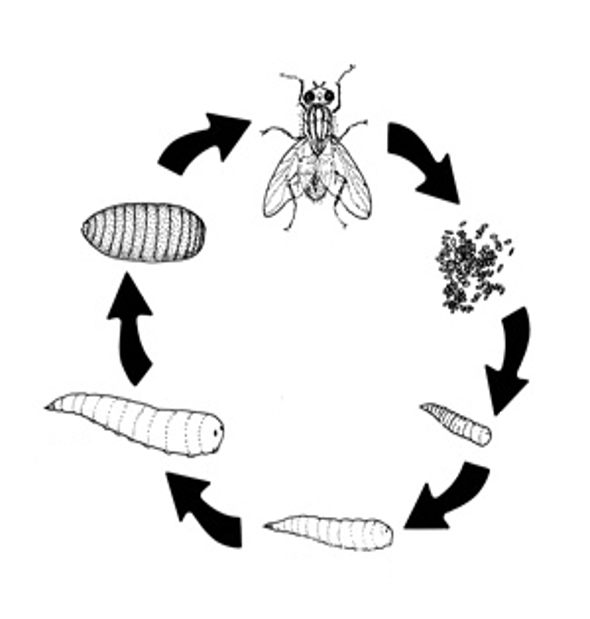 Forensic Entomology | 646 plays | Quizizz