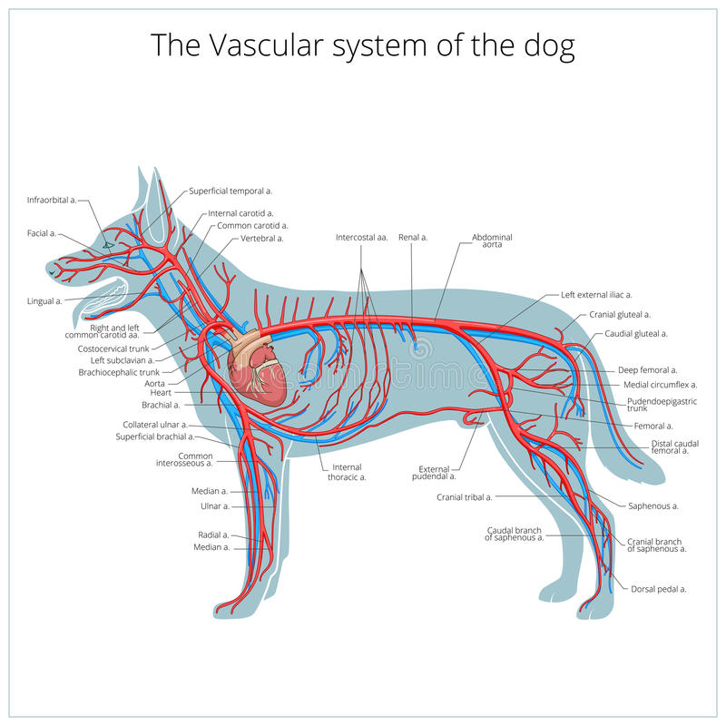 . La anatomía de los animales domésticos . Anatomía Veterinaria. 620  Sistema vascular arterial del caballo como es de esperarse, los caballos de  carrera tienen corazones que son más grandes que el promedio, tanto  absolutamente y relativamente
