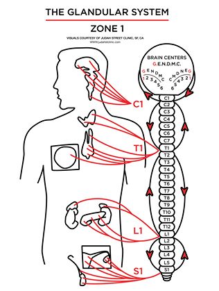 Karty anatomii - Klasa 7 - Quiz