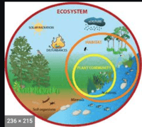 Farmakologi - Kelas 7 - Kuis