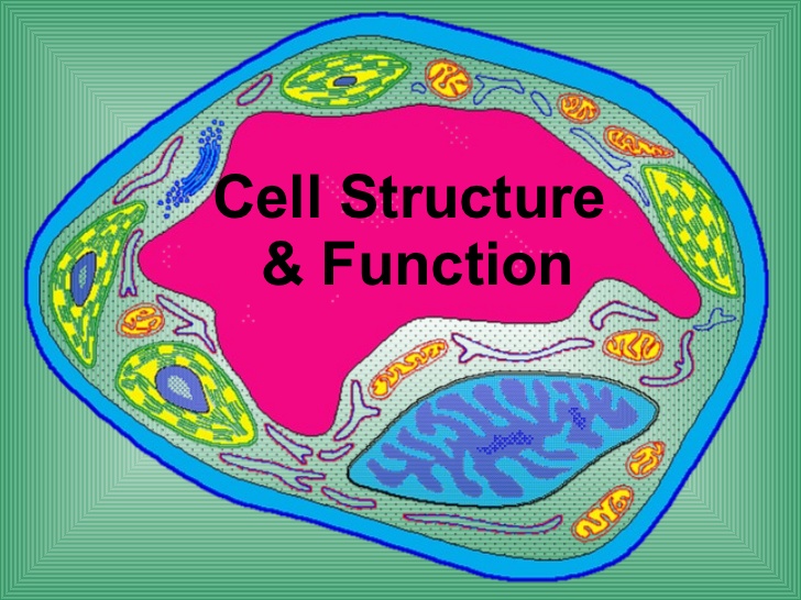 structure of a cell - Class 9 - Quizizz