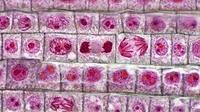 siklus sel dan mitosis - Kelas 9 - Kuis