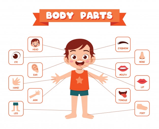 Parts of the body | Quizizz