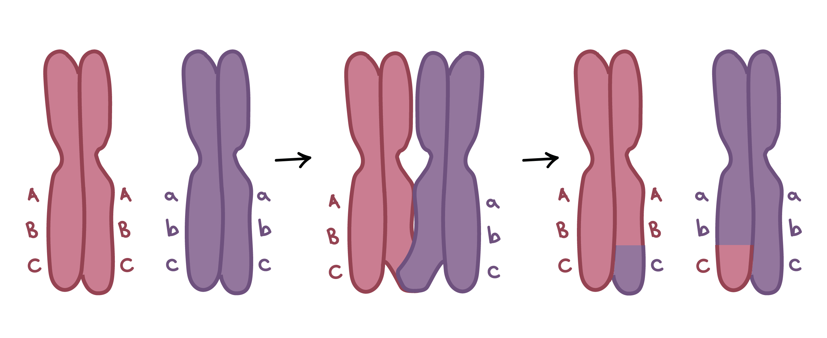 meiosis - Grade 9 - Quizizz