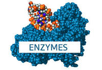 enzimas - Grado 7 - Quizizz