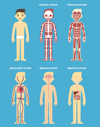 Human Body | Quizizz