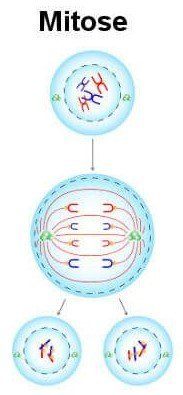 o ciclo celular e a mitose - Série 11 - Questionário