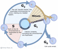 the cell cycle and mitosis - Class 11 - Quizizz