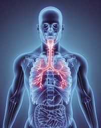układ krążenia i oddechowy - Klasa 7 - Quiz