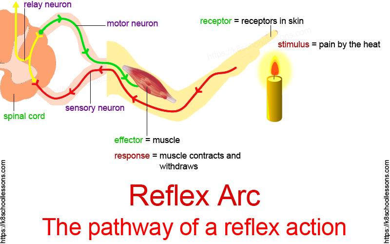 Reflex Arc Biology Quizizz