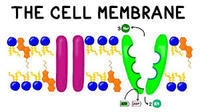 the cell membrane - Class 12 - Quizizz