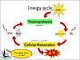 Photosynthesis & Cellular Respiration Test Review