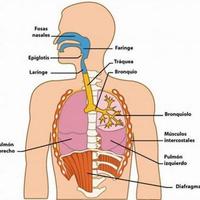 Karty anatomii - Klasa 3 - Quiz