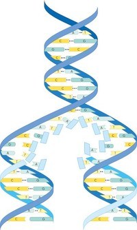 estrutura e replicação do DNA - Série 11 - Questionário