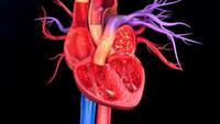 the circulatory and respiratory systems - Class 10 - Quizizz