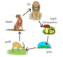 Producers, Consumers, Food Chains, Food Web