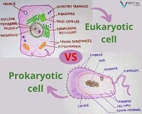 prokaryotes and eukaryotes - Grade 11 - Quizizz