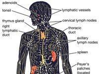 the immune system - Class 9 - Quizizz