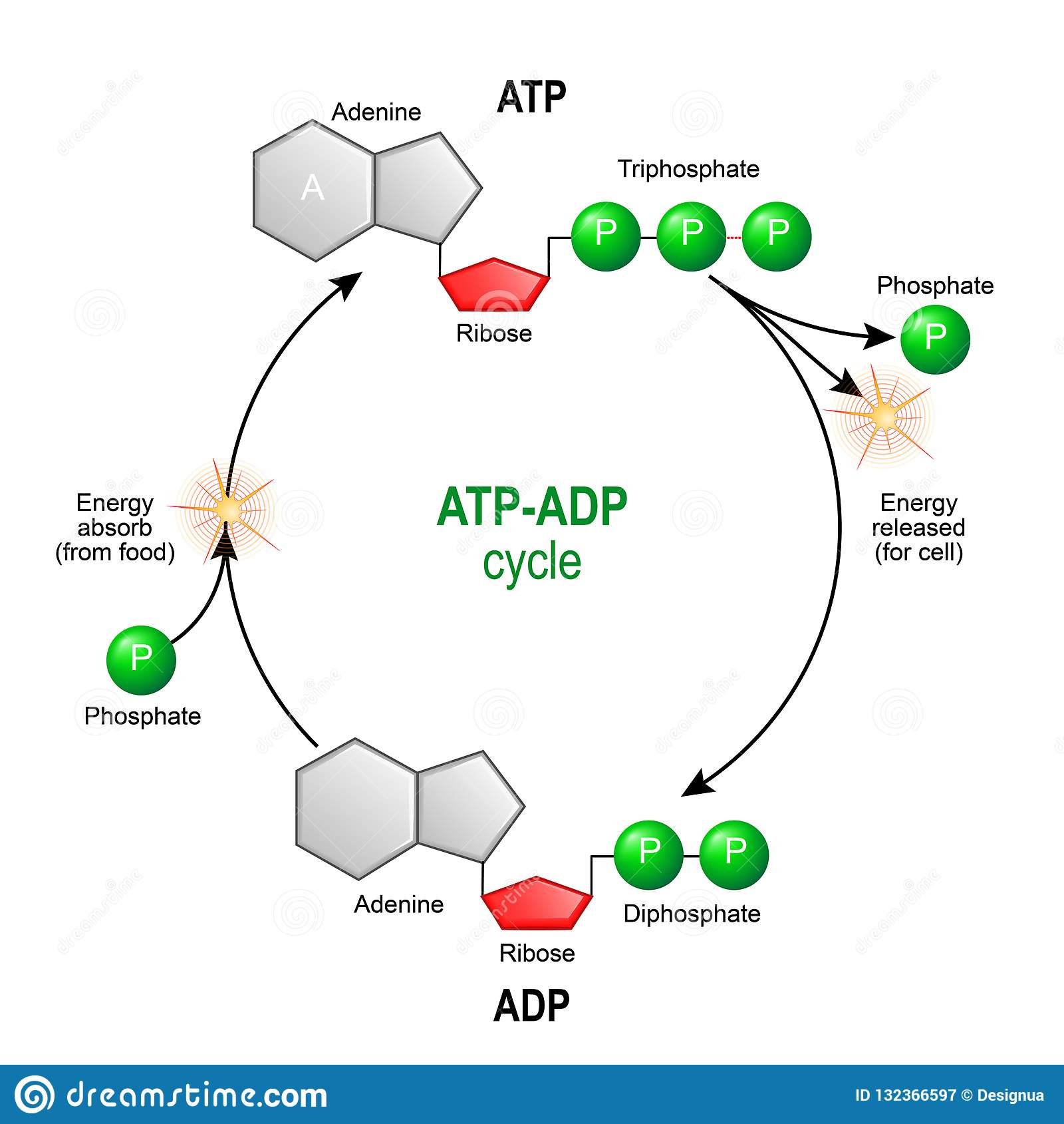 Metabolizm Podstawowe Zasady Biology Quizizz