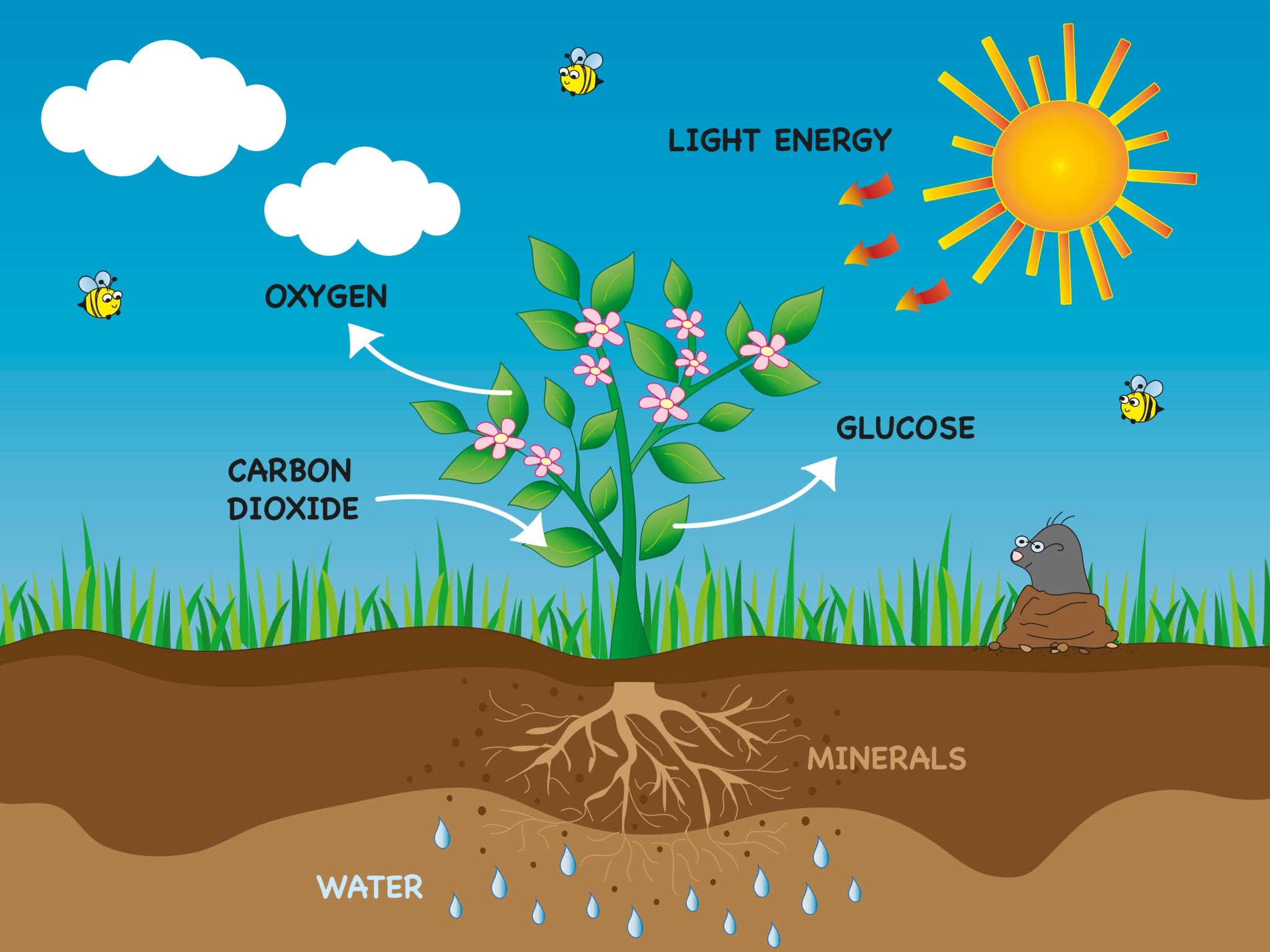 photosynthesis-2019-2020-biology-quiz-quizizz