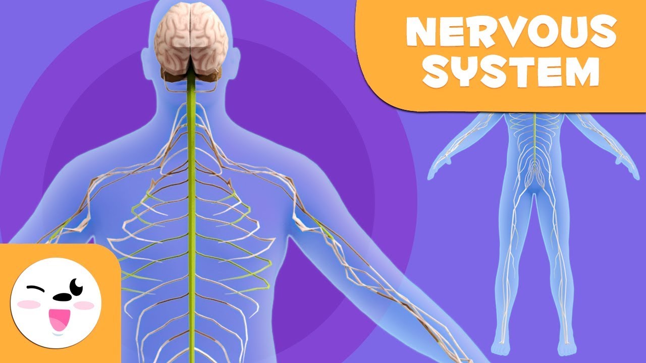 the nervous and endocrine systems - Class 6 - Quizizz