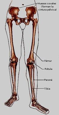 Cintura pélvica y miembro inferior