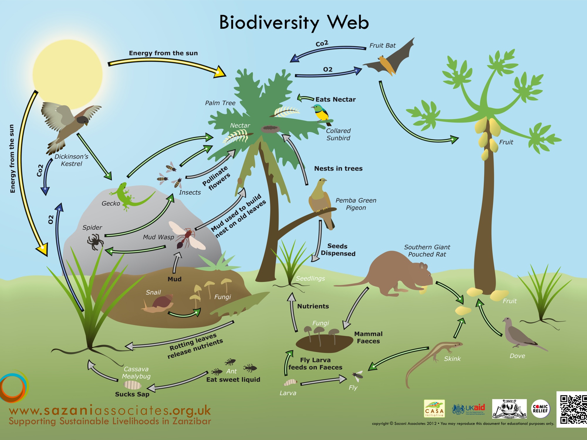 Biodiversity And Evolution | Quizizz