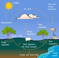 Plants, Animals, and the Earth - Grade 11 - Quizizz